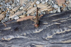 翅の先が褐色のトンボ