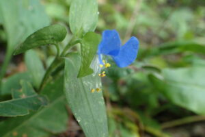 ツユクサの青い花