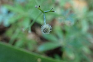クルマバソウの棘のたくさんついた果実
