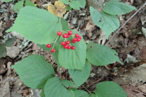 ミヤマガマズミの赤い果実