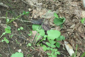 長く伸びた茎の先に付いた閉鎖花