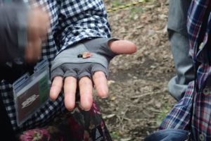 赤い果皮と中の黒い種子