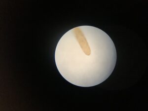 細長いトンボの卵