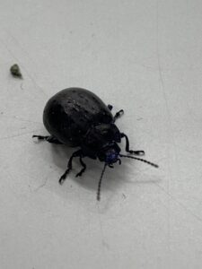 濃紺に水玉模様のハッカハムシ