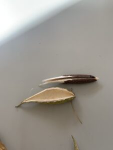 ガガイモの果実の中