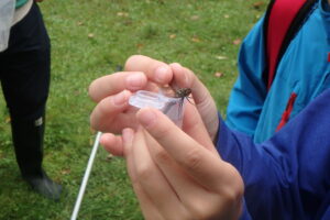 捕まえたトンボの採卵をする団員