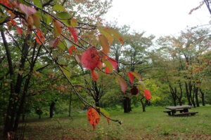エゾヤマザクラの赤い紅葉
