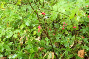 コマユミの赤い果実