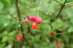 コマユミの赤い果実