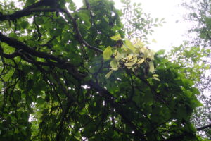 イワガラミのしっろぽく色の抜けた紅葉