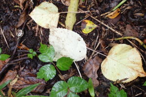 イワガラミの白い落ち葉