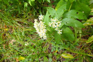 ゴマナの白い花