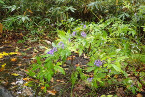 エゾトリカブトの紫色の花