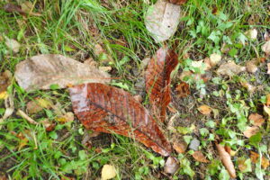 ホオノキの大きな茶色の落ち葉