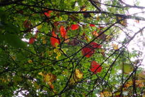 赤いヤマブドウの葉