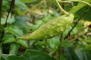 ガガイモのカカオのような形の果実