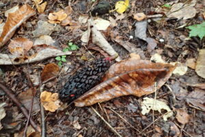 ホオノキの大きな果実と落ち葉