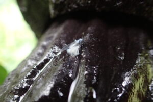 身体に白い綿毛をまとった雪虫