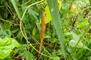 イケマの細長い果実