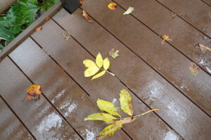 ヤチダモの黄色い落ち葉