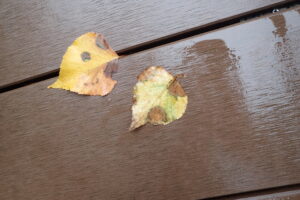 シラカンバの黄色や茶色の落ち葉