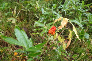 マムシグサの赤い果実