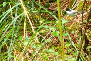 草の実を食べているハシブトガラ