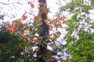 ツタウルシの赤い紅葉