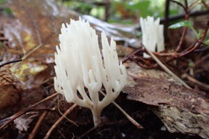 いろい枝分かれしたキノコ