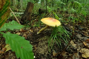 オレンジ色のキノコ