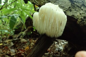 たくさんのツララが垂れ下がったようなキノコ