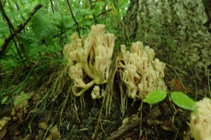 薄茶色の枝分かれしたキノコ