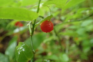 アクシバの赤い果実