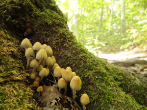 木の根元からたくさん出た、傘の付いた薄茶色のキノコ