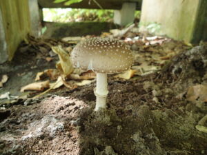 イボイボの付いた茶色のキノコ