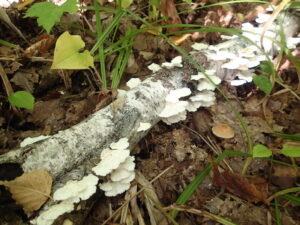 枝についている白いキノコ