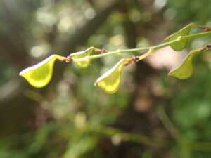 緑色のヤブハギの果実