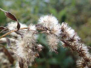 オオアワダチソウの綿毛の付いた果実