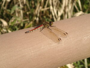 腹の赤いアキアカネ