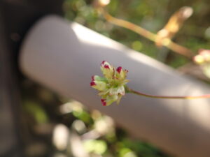 ミゾソバの果実