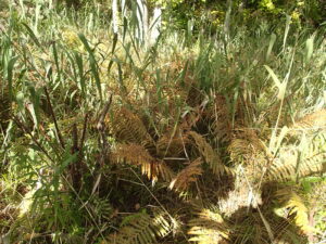 ヤマドリゼンマイの葉