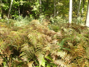 ワラビの黄色がかった葉