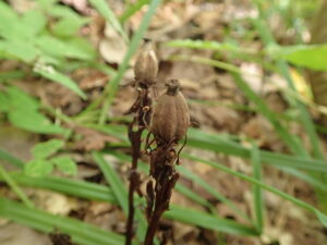 アキノギンリョウソウの茎の上に1つ、ついた茶色の果実