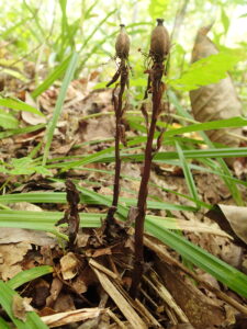 アキノギンリョウソウの茎の上に1つ、ついた茶色の果実