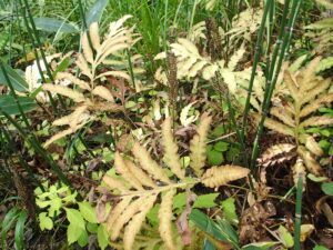 紅葉し始めたコウヤワラビ