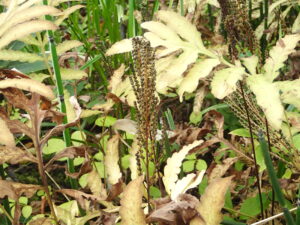 茎に胞子嚢の粒粒が付いている胞子葉