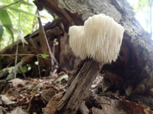朽木についている白いサンタクロースのひげのようなキノコ