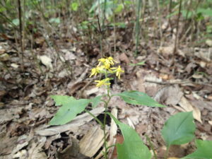 アキノキリンソウの黄色い花