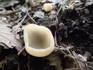 淡い灰色の茶碗のようなゼラチン質のキノコ