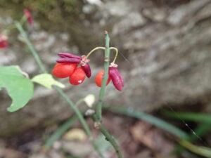 コマユミの赤い果実